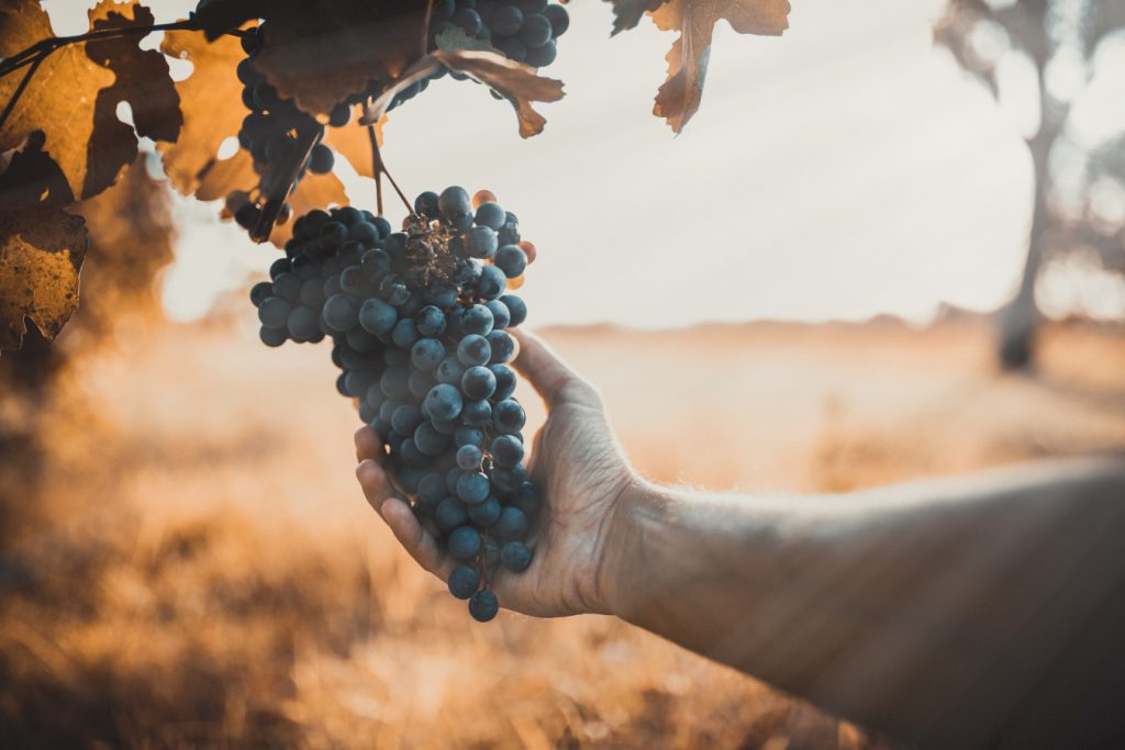 Las uvas no son inmunes al calor extremo