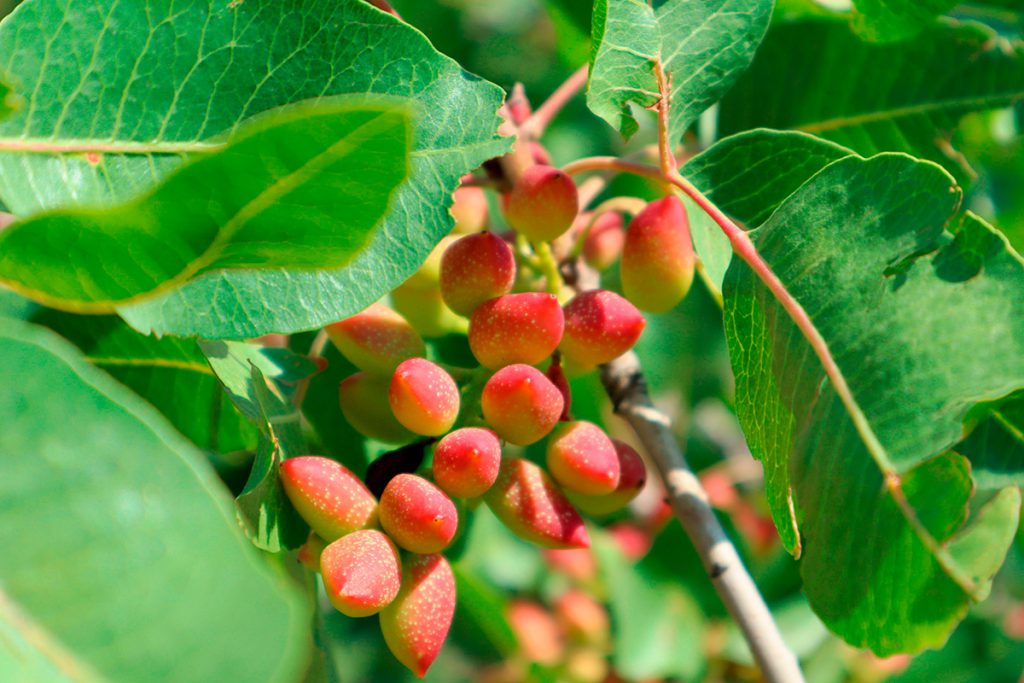 cultivo del pistacho