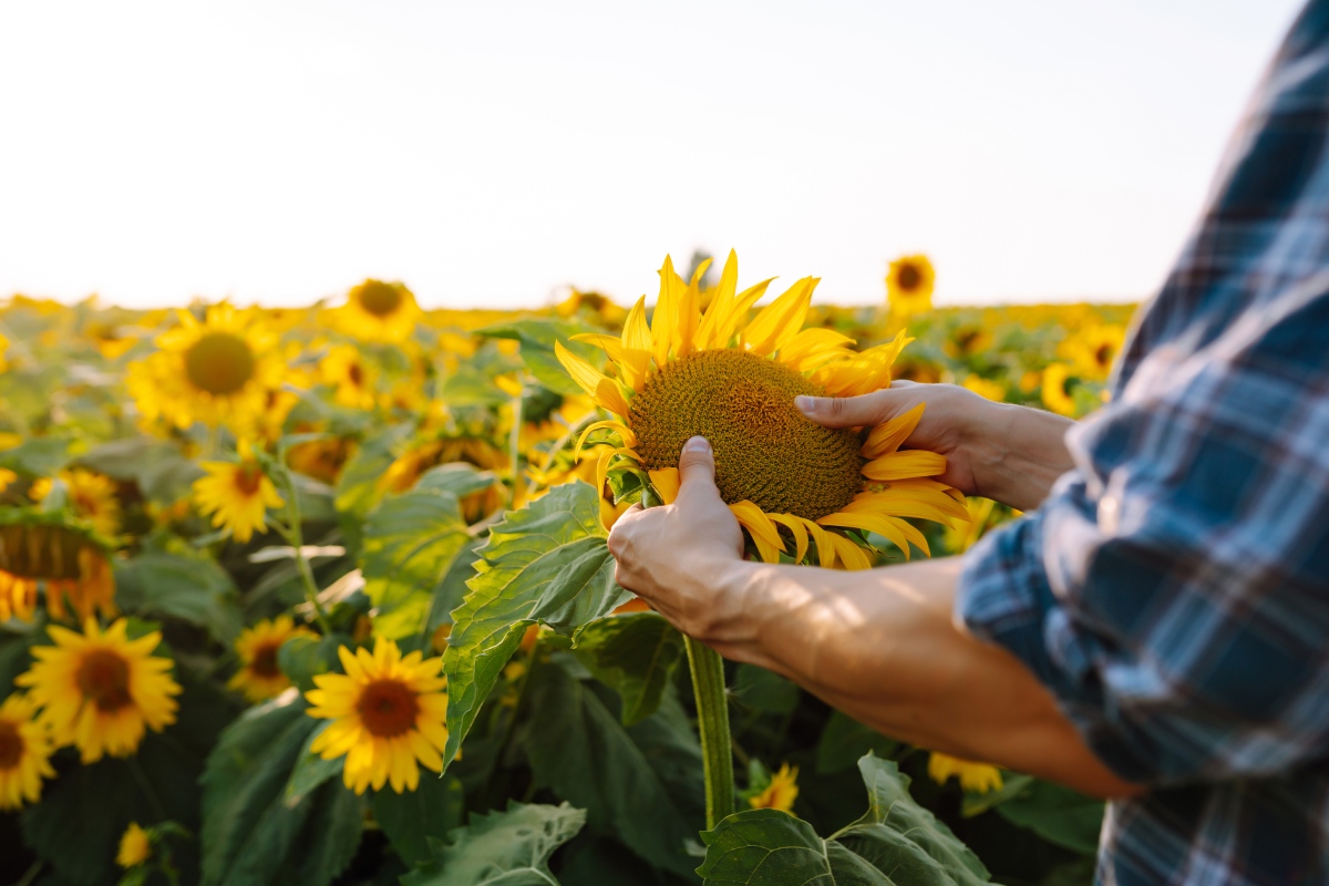 La calidad se puede palpar en la cosecha del girasol